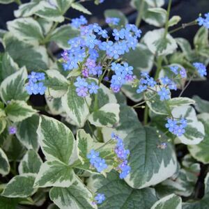 Brunnera macrophylla 'Hadspen Cream' (v) ---